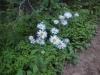 Bear-Lake-Glacier-Gorge-0045