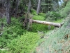 Blue Ridge Trail 2x 017