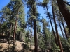 Blue Ridge Trail 3x 027