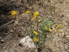 Blue Ridge Trail 004