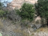 borrego-red-rock-canyon-015