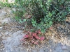 borrego-red-rock-canyon-033