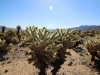 Cholla Garden 003