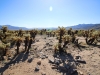 Cholla Garden 004