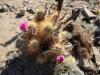 Cholla Garden 006