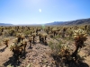 Cholla Garden 009