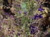 Cholla Garden 011