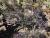 Cholla Garden 014