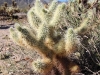 Cholla Garden 016