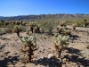 Cholla Garden 018