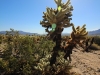 Cholla Garden 022