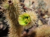 Cholla Garden 024