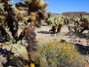 Cholla Garden 026