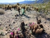 Cholla Garden 027