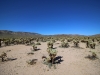 Cholla Garden 031