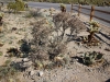Cholla Garden 033