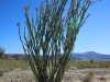 Cholla Garden 035