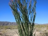 Cholla Garden 036