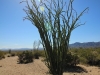 Cholla Garden 038