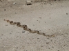 Cleghorn Pass - Vincent Gap 006.JPG