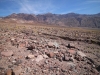 2016-03-04 Death Valley Wildflowers I 064