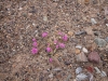 2016-03-05 Death Valley Wildflowers II 004
