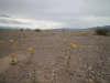 2016-03-05 Death Valley Wildflowers II 006