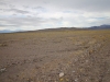 2016-03-05 Death Valley Wildflowers II 013