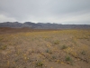 2016-03-05 Death Valley Wildflowers II 016