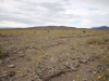 2016-03-05 Death Valley Wildflowers II 021