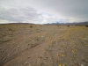 2016-03-05 Death Valley Wildflowers II 035