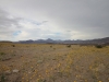 2016-03-05 Death Valley Wildflowers II 045