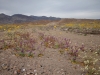 2016-03-05 Death Valley Wildflowers II 049