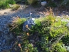Iceberg-Lake-0024