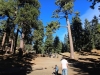 Jackson Flat Observation Tower 0001