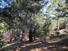 Mt-Pinos-Sawmill-Mtn-4x-0030