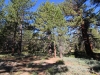 Mt-Pinos-Sawmill-Mtn-4x-0031