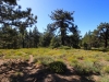 Mt-Pinos-Sawmill-Mtn-4x-0033