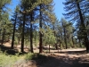 Mt-Pinos-Sawmill-Mtn-4x-0054