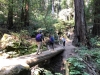 Muir Woods 0020