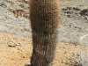 Palm Canyon 030.JPG