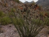 Piestewa Peak 0009