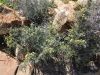 Ryan Mountain 006