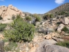 Ryan Mountain 009