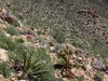 Ryan Mountain 018