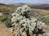 Ryan Mountain 031