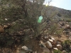 Ryan Mountain 065
