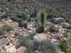 Ryan Mountain 072