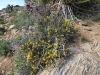 Ryan Mountain 075
