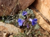 Ryan Mountain 076